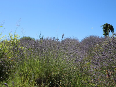 Berba marelica i stabla maslina na Poljoprivrednom obrtu Škobić