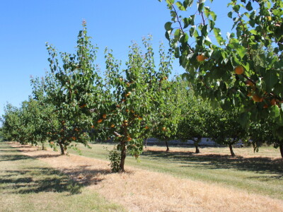 Berba marelica i stabla maslina na Poljoprivrednom obrtu Škobić
