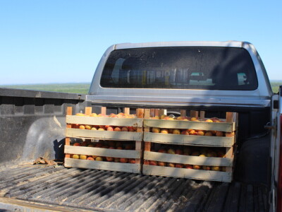 Berba marelica i stabla maslina na Poljoprivrednom obrtu Škobić