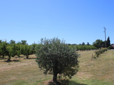 Berba marelica i stabla maslina na Poljoprivrednom obrtu Škobić