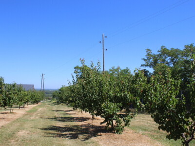 Berba marelica i stabla maslina na Poljoprivrednom obrtu Škobić