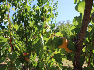Berba marelica i stabla maslina na Poljoprivrednom obrtu Škobić