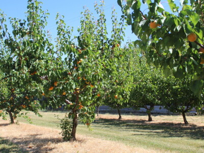 Berba marelica i stabla maslina na Poljoprivrednom obrtu Škobić