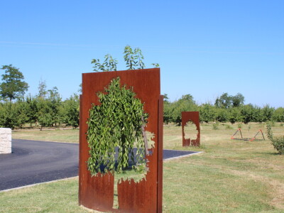 Berba marelica i stabla maslina na Poljoprivrednom obrtu Škobić