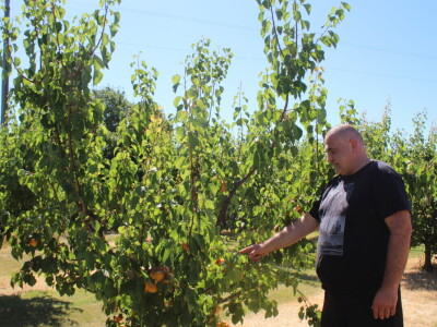 Berba marelica i stabla maslina na Poljoprivrednom obrtu Škobić