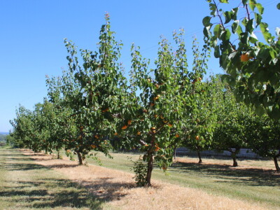 Berba marelica i stabla maslina na Poljoprivrednom obrtu Škobić