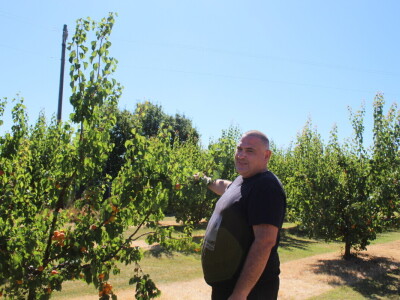 Berba marelica i stabla maslina na Poljoprivrednom obrtu Škobić