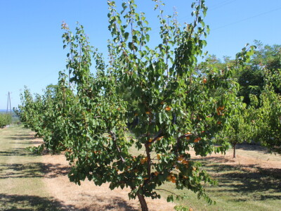 Berba marelica i stabla maslina na Poljoprivrednom obrtu Škobić