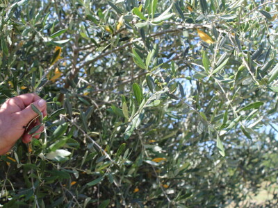 Berba marelica i stabla maslina na Poljoprivrednom obrtu Škobić