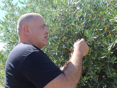 Berba marelica i stabla maslina na Poljoprivrednom obrtu Škobić