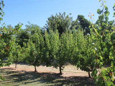 Berba marelica i stabla maslina na Poljoprivrednom obrtu Škobić