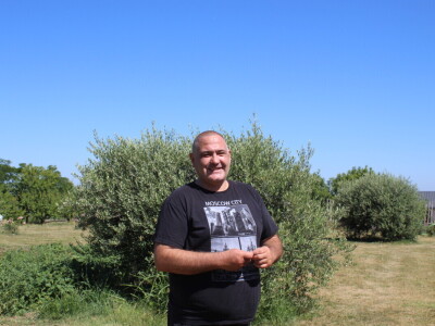 Berba marelica i stabla maslina na Poljoprivrednom obrtu Škobić