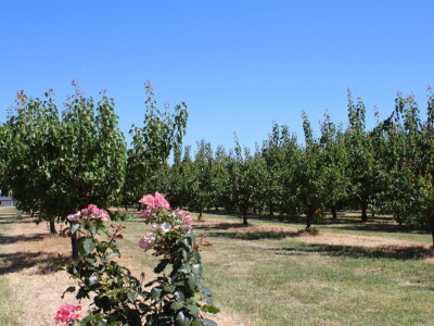 Berba marelica i stabla maslina na Poljoprivrednom obrtu Škobić
