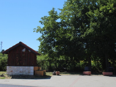 Berba marelica i stabla maslina na Poljoprivrednom obrtu Škobić