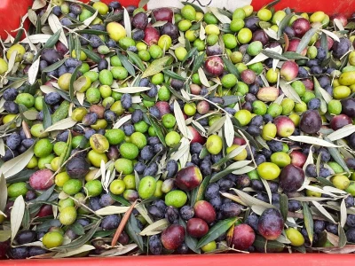 Berba maslina