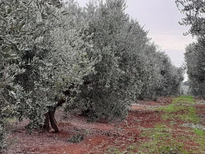 Berba maslina