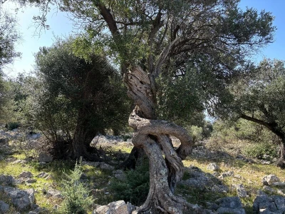 Berba maslina u Lunu
