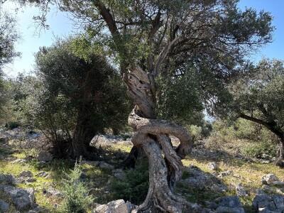 Berba maslina u Lunu