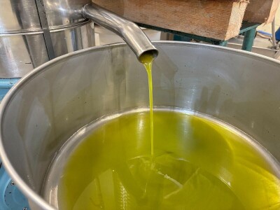 Berba maslina u Lunu