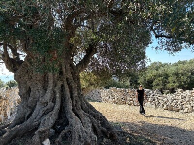 Berba maslina u Lunu