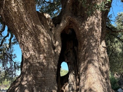 Berba maslina u Lunu