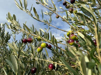 Berba maslina u Lunu