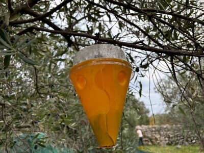 Berba maslina u Lunu