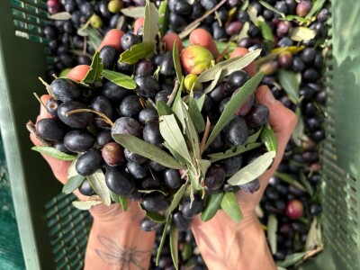 Berba maslina u Lunu