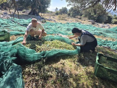 Berba maslina u Lunu
