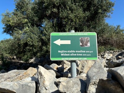 Berba maslina u Lunu