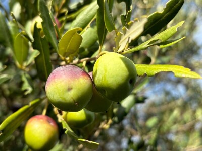Berba maslina u Lunu