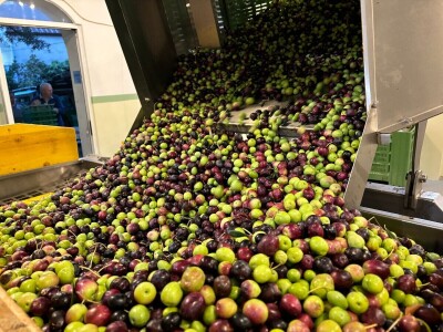 Berba maslina u Lunu