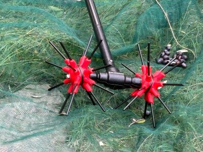 Berba maslina u Lunu