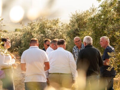 Berba maslina u Šestanovcu Berba maslina u Šestanovcu