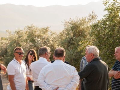 Berba maslina u Šestanovcu Berba maslina u Šestanovcu