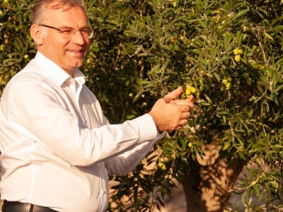 Berba maslina u Šestanovcu Berba maslina u Šestanovcu