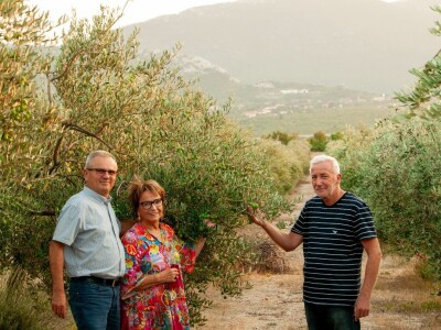Berba maslina u Šestanovcu Berba maslina u Šestanovcu