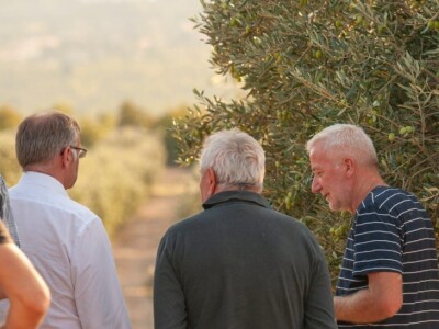 Berba maslina u Šestanovcu Berba maslina u Šestanovcu