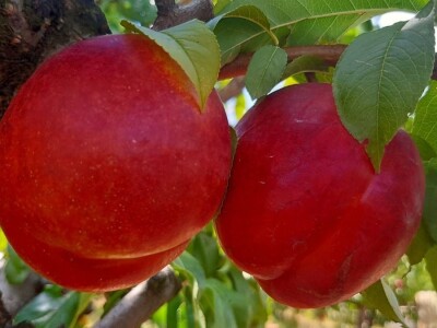 Berba nektarina u selima oko Topole u toku, cena niza od ocekivane