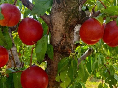 Berba nektarina u selima oko Topole u toku, cena niza od ocekivane