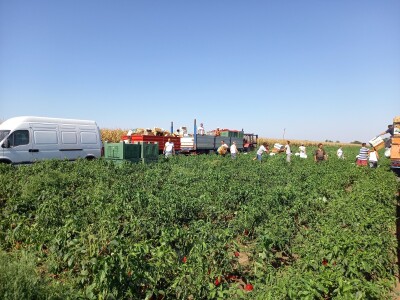 Berba paprike - Prigrevica (Apatin)