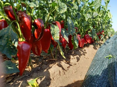 Berba paprike - Prigrevica (Apatin)