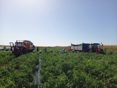 Berba paprike - Prigrevica (Apatin)
