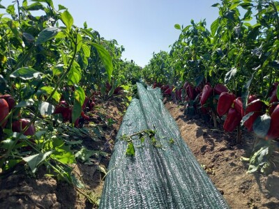 Berba paprike - Prigrevica (Apatin)