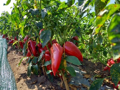 Berba paprike - Prigrevica (Apatin)