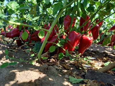 Berba paprike - Prigrevica (Apatin)