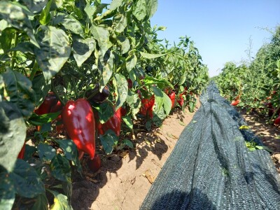 Berba paprike - Prigrevica (Apatin)