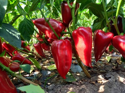 Berba paprike - Prigrevica (Apatin)