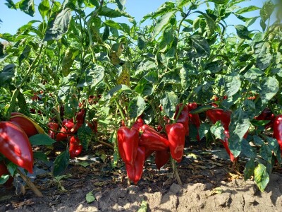 Berba paprike - Prigrevica (Apatin)