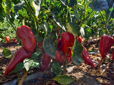 Berba paprike - Prigrevica (Apatin)